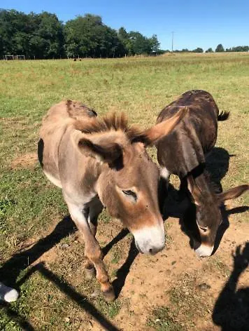 Hébergement de vacances Relaxing Countryside